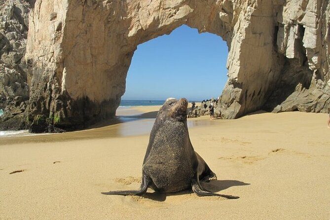 Clear Boat Ride with City Tour in Los Cabos - Price and What You Actually Pay: $67 Plus the Cabo Dock Tax