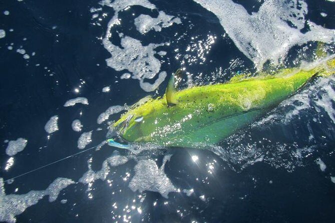 Deep Sea Fishing for 5 Hours from Cabo San Lucas - Wildlife and the Pacific Day You’ll Remember