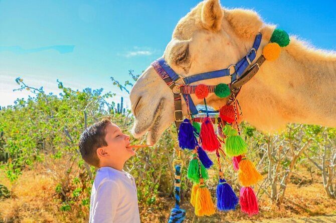 Desert & sea, Camel Safari tour in Los Cabos with lunch - Photos, souvenirs, and the real cost of entry