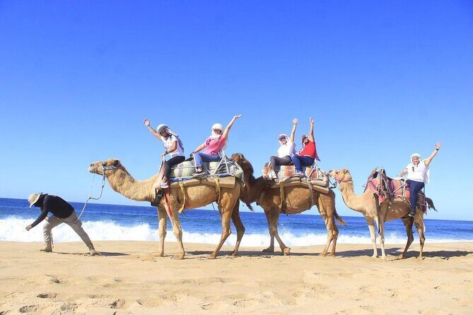 Discover Cabo San Lucas by camel ride - Key things I’d focus on before you go