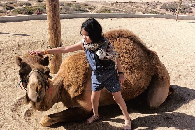 Discover Cabo San Lucas by camel ride - Playa Migrino: why this stop is worth planning around