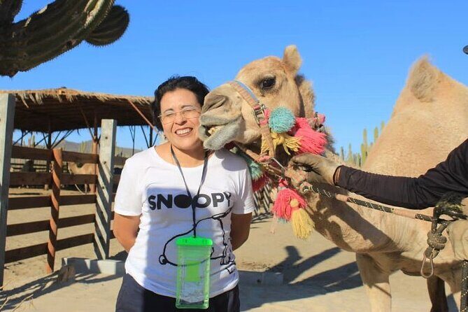 Discover Cabo San Lucas by camel ride - Price and value: does $165.98 make sense?