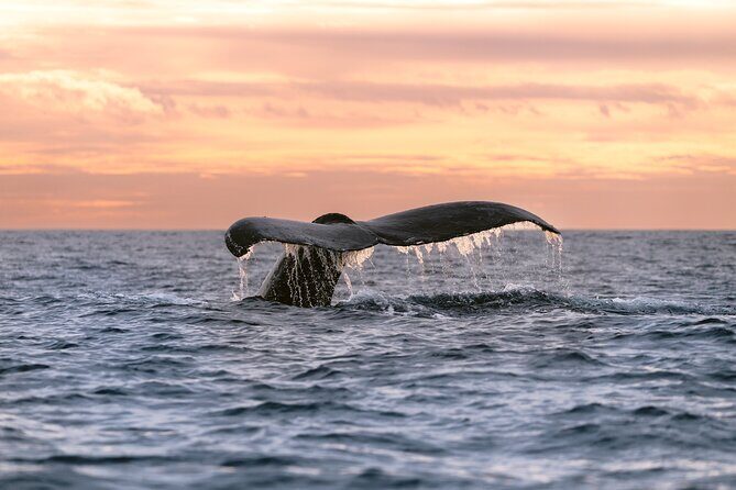 Educational Sunrise Whale Watching with Photos Included - Key things to know before you go