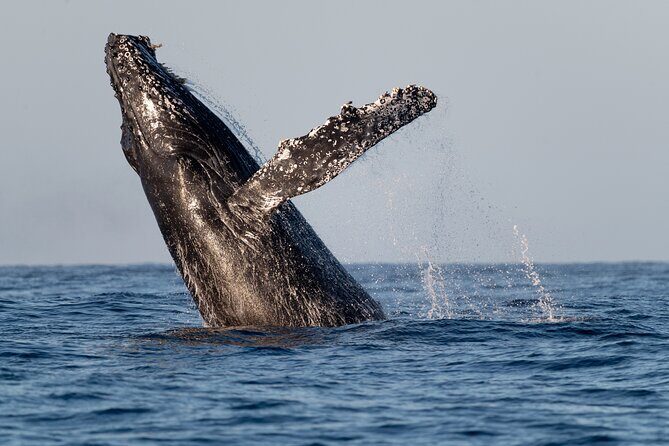 Educational Sunrise Whale Watching with Photos Included - Getting to the Cabo San Lucas marina for a real sunrise