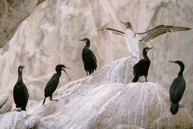 Educational Sunrise Whale Watching with Photos Included - Lovers Beach, sea lion colony, and the famous arch photo stop