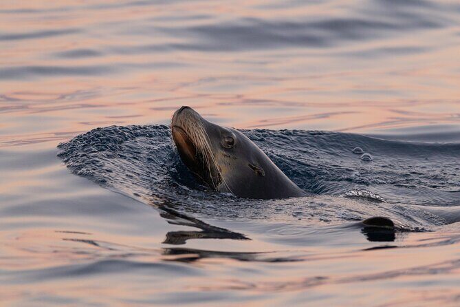 Educational Sunrise Whale Watching with Photos Included - Weather, seas, and the early-morning reality check