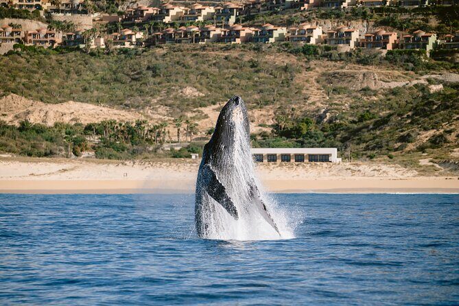 Educational Sunrise Whale Watching with Photos Included - What to bring for a 3-hour sunrise cruise