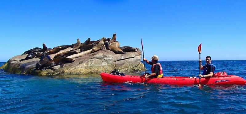 From Cabo: Cabo Pulmo Marine Park Snorkeling and Kayaking - Gliding to La Sirenita: where the sea lions fit in