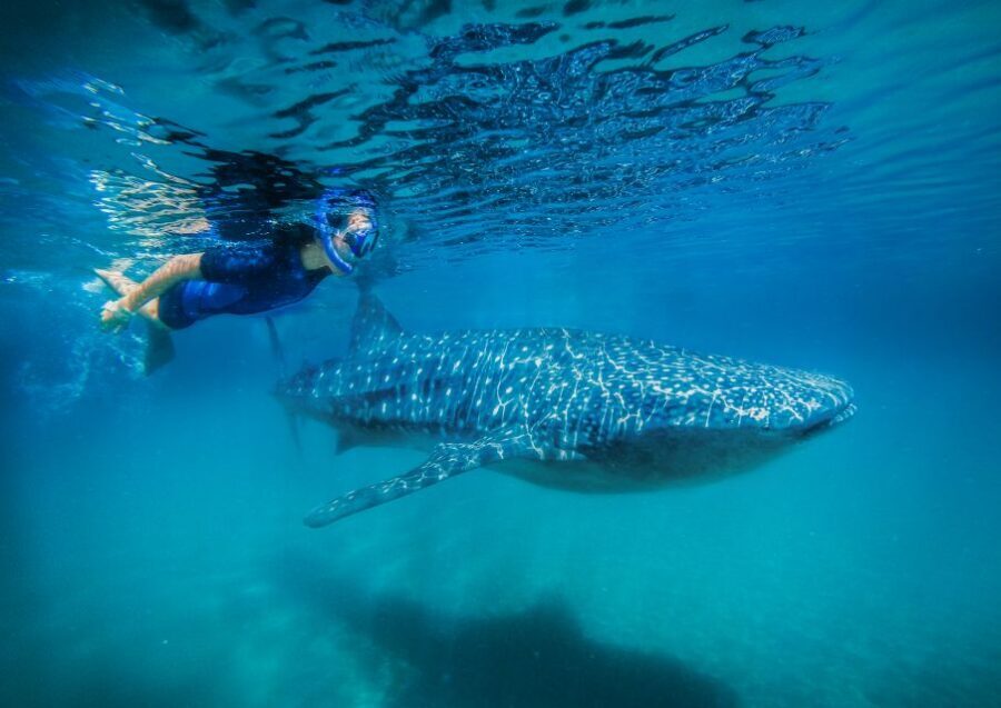 From Cabo: Snorkel with Whale Sharks in La Paz - Key Things I’d Mark on Your Planning List