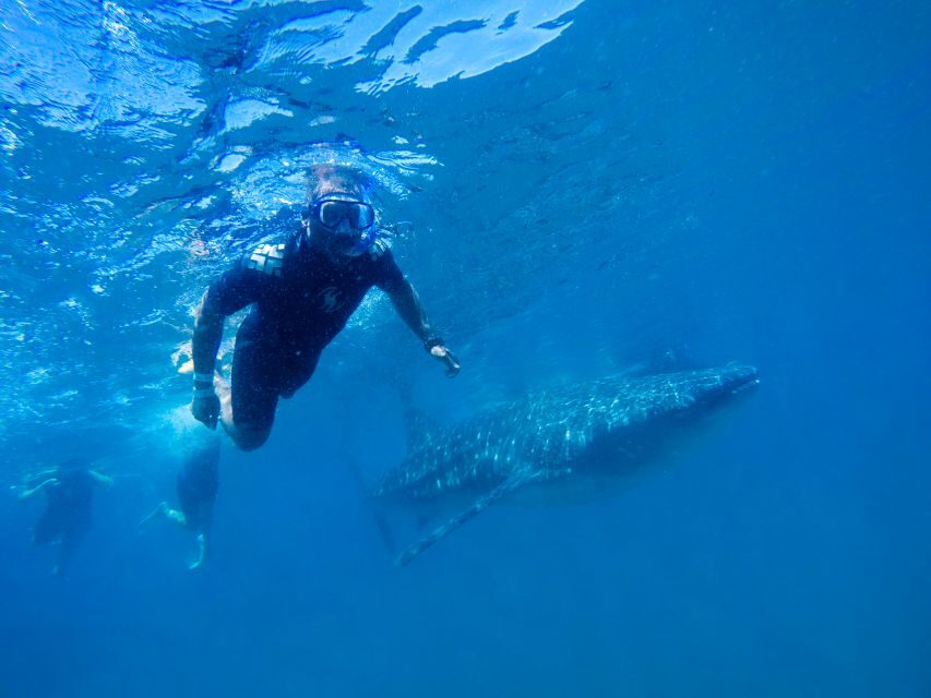 From Cabo: Snorkel with Whale Sharks in La Paz - Who This Tour Is Best For (and Who Should Skip It)
