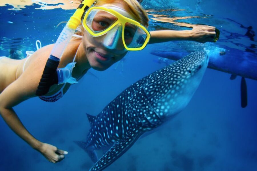 From Cabo: Snorkel with Whale Sharks in La Paz - Finding Whale Sharks Isn’t Guaranteed, So Your Mindset Matters