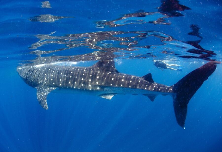 From Cabo: Snorkel with Whale Sharks in La Paz - What You May See: More Than Just Whale Sharks