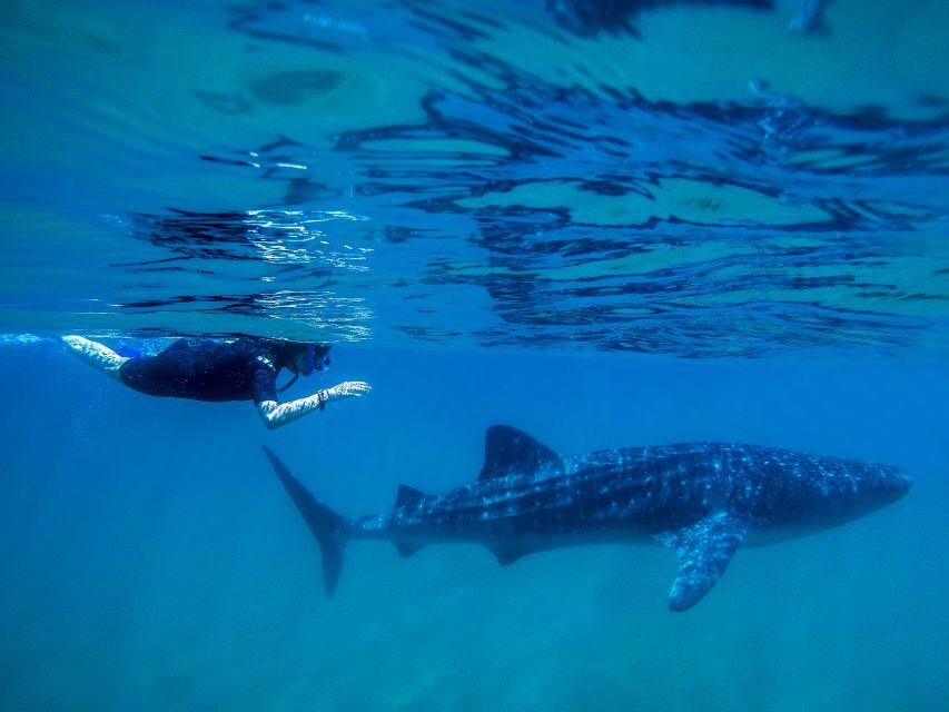 From Cabo: Snorkel with Whale Sharks in La Paz - La Paz Waterfront Break: Boardwalk Walking and Hotel California