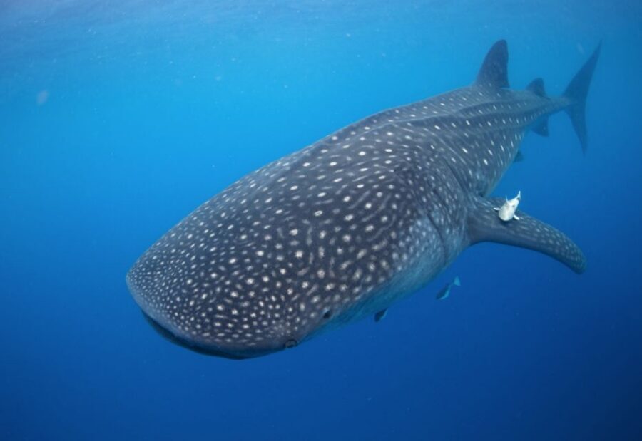 From Cabo: Snorkel with Whale Sharks in La Paz - Gear, Comfort, and Timing Tips That Make a Difference