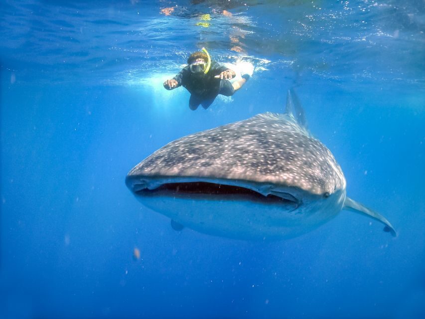 From Cabo: Snorkel with Whale Sharks in La Paz - The Boat Day in the Sea of Cortés: How the Snorkeling Works