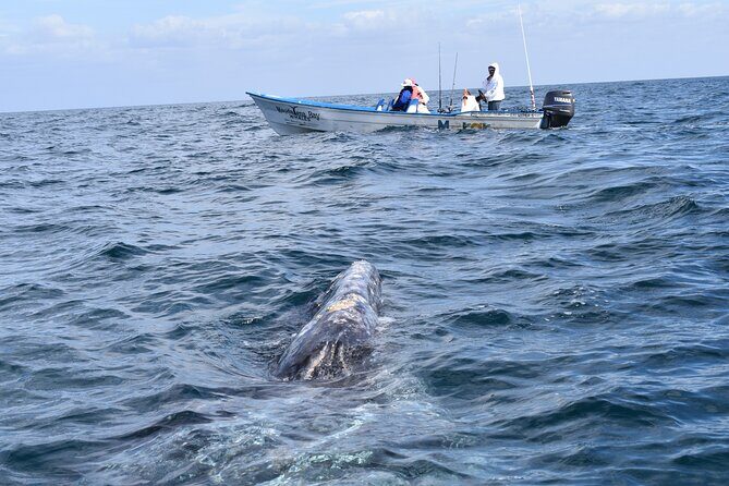 Full-Day Gray Whale Watching tour from Cabo to Mag Bay - Key Highlights You’ll Care About