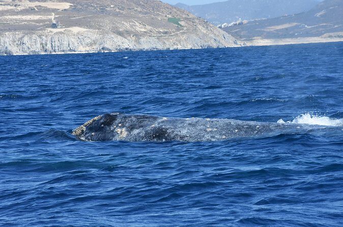 Full-Day Gray Whale Watching tour from Cabo to Mag Bay - Cabo to Puerto Chale: Why the Road Trip Matters