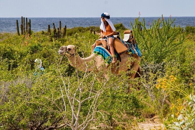 Fun Camel Ride and UTV COMBO with Tequila Tasting! - Switch to Power: ATVs or Side-by-Side Through Baja Desert