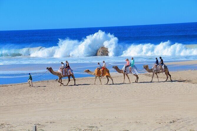 Fun Camel Ride and UTV COMBO with Tequila Tasting! - The Tequila Tasting: Local Flavor Without the Long Detour