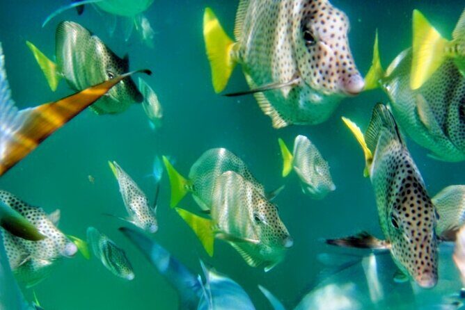 Glass Bottom Boat Sightseeing Tour in Cabo San Lucas - Fast tour, big Cabo views: what 45 minutes feels like