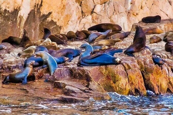Glass Bottom Boat Sightseeing Tour in Cabo San Lucas - Price and the dock fee: what $25 really buys you