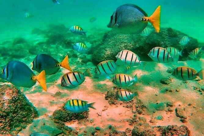 Glass Bottom Boat Sightseeing Tour in Cabo San Lucas - Glass-bottom expectations: clear views or mostly rocks
