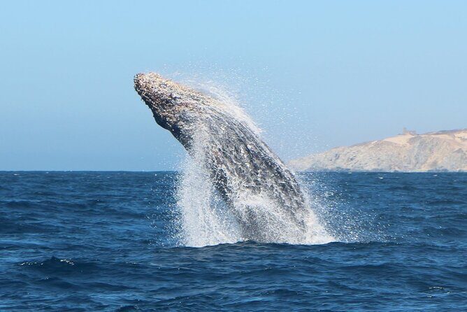 Glass Bottom Boat Sightseeing Tour in Cabo San Lucas - El Arco de Cabo San Lucas: The Arch, Lover’s Beach, seals, and Pelican’s Rock