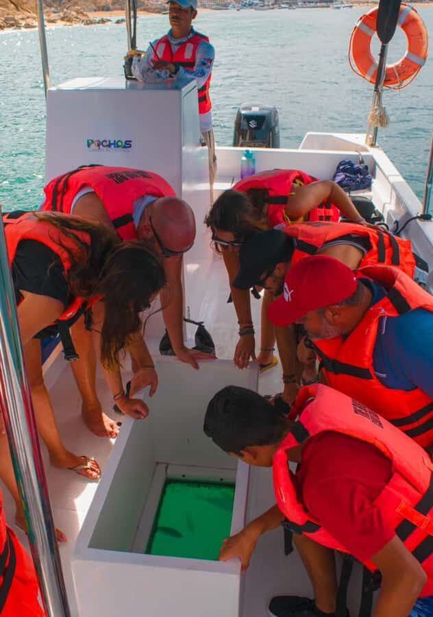 Glass bottom boat whale watching - Key points before you book