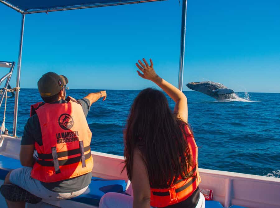 Glass bottom boat whale watching - A 2-Hour Cabo San Lucas Cruise With Arch, Reef Glass, and Whales