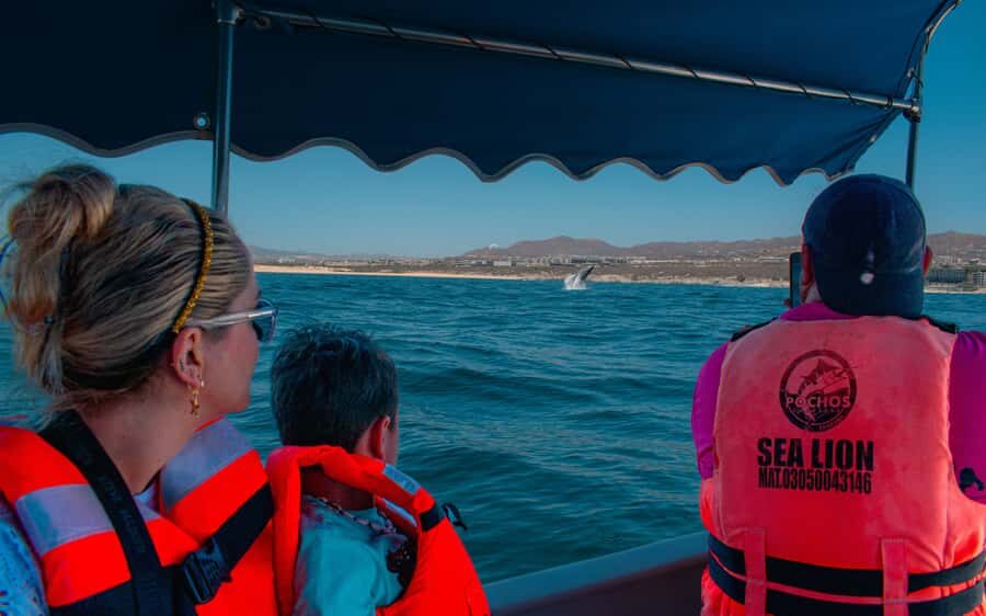 Glass bottom boat whale watching - The 15-Minute Photo Stop by the Arch: Make It Count