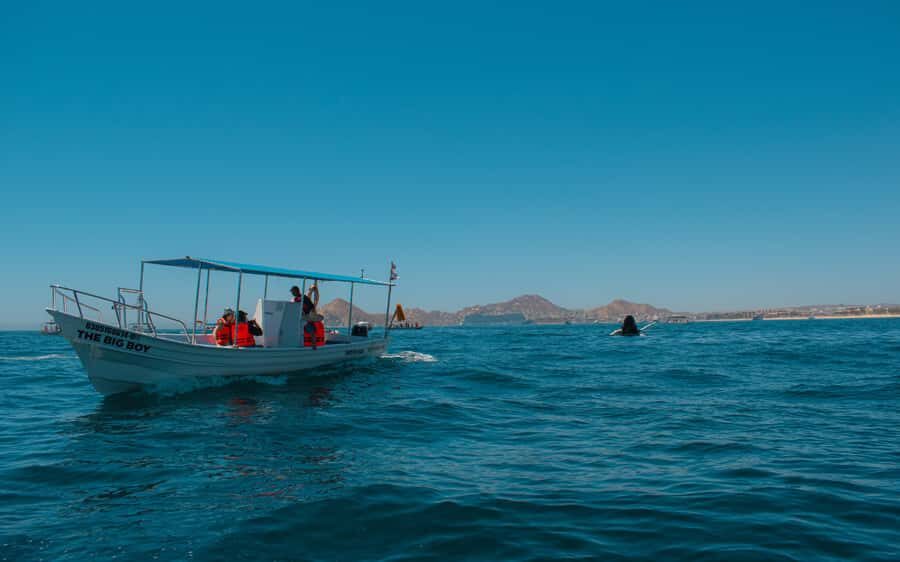 Glass bottom boat whale watching - Price and Value at $40: What You’re Really Paying For
