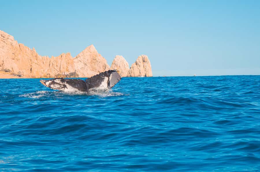 Glass bottom boat whale watching - Comfort, Crowding, and Safety on Choppy Water