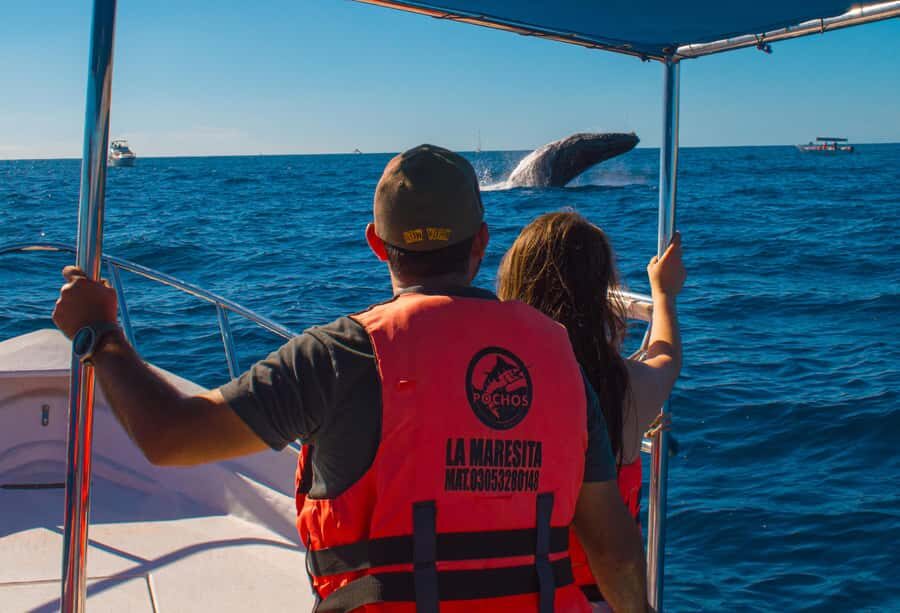 Glass bottom boat whale watching - Language and Guide Support: Spanish/English in Real Life