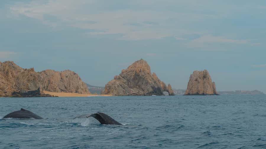 Glass bottom boat whale watching - Getting to Pochos Cabos Activities and Finding Your Boat