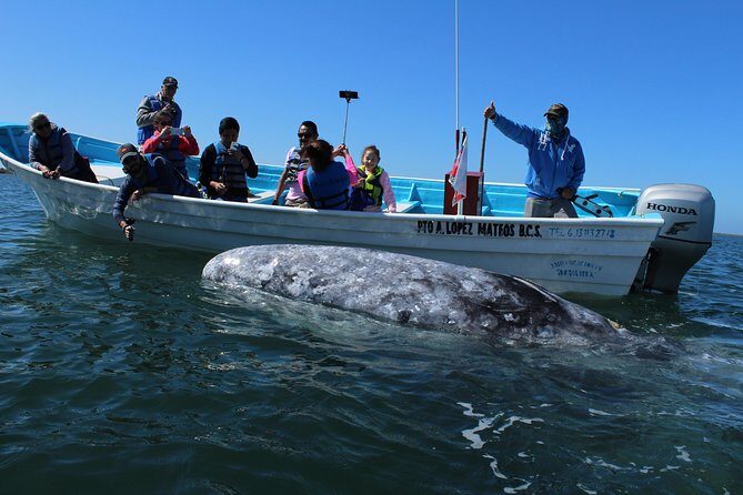 Gray Whale-Watching 2-Day Experience in Magdalena Bay - Key things to know before you go