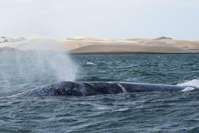Gray Whale-Watching 2-Day Experience in Magdalena Bay - Price and logistics: what $799 is really covering