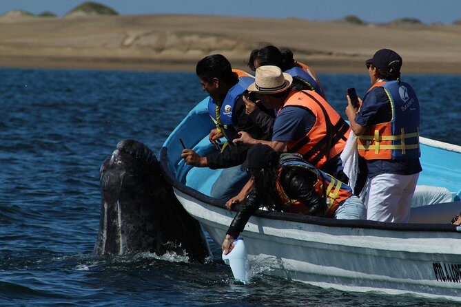 Gray Whale-Watching 2-Day Experience in Magdalena Bay - Day 2: pre-sunrise whale watching and the calm power of morning light