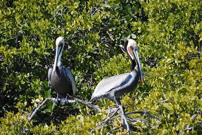 Gray Whale-Watching 2-Day Experience in Magdalena Bay - Life beyond whales: birds, mangroves, dolphins, and even coyotes