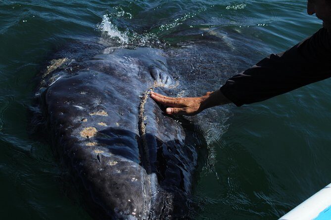 Gray Whale-Watching 2-Day Experience in Magdalena Bay - Getting from Cabo San Lucas to Mateos/Lopez Mateos: long drive, steady rhythm