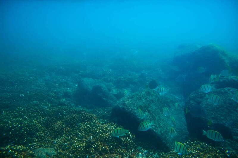 Half Day Guided Snorkel Tour in Los Cabos - Should you book this Los Cabos snorkeling tour?