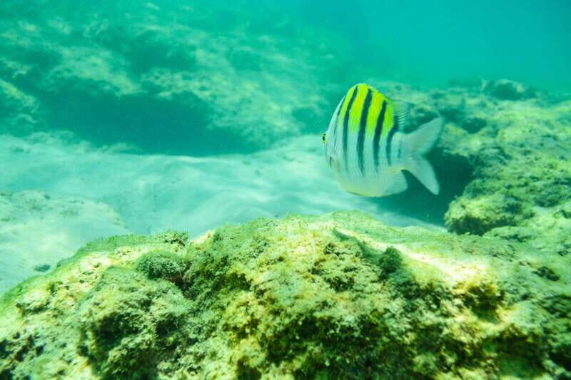 Half Day Guided Snorkel Tour in Los Cabos - Price and value: why $95 can make sense for Cabo snorkeling