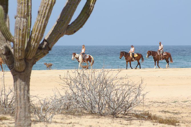 Horseback Riding Tour in Cabo San Lucas - Price and what you should budget beyond the $65.86