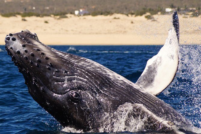 Humpback Whales in Cabo San Lucas - Where the tour starts (and how to plan your timing)
