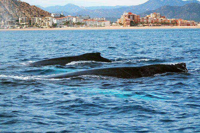 Humpback Whales in Cabo San Lucas - Finding humpbacks: why the captain’s route depends on conditions