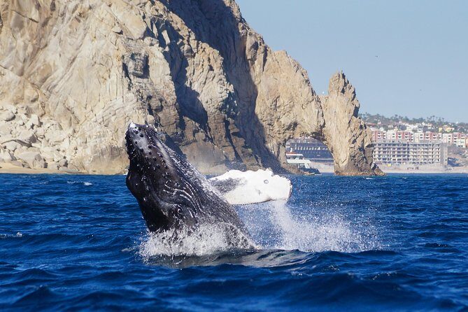 Humpback Whales in Cabo San Lucas - The marine biologist angle: more than facts, it’s pattern-spotting