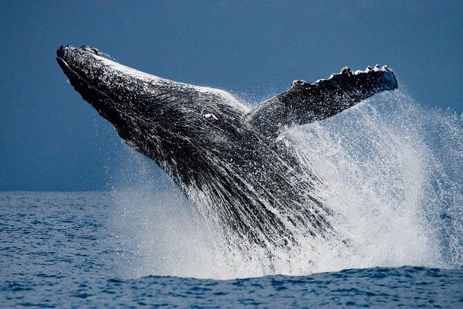 Humpback Whales in Cabo San Lucas - What kinds of sightings you can realistically hope for