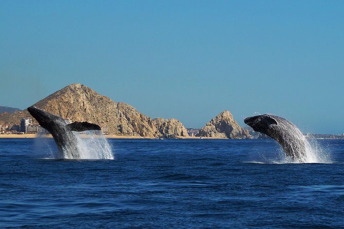 Humpback Whales in Cabo San Lucas - Comfort and seasickness: choose the right departure time