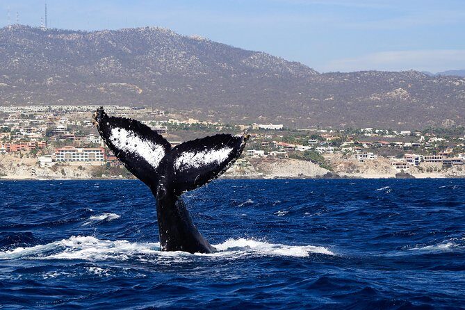 Humpback Whales in Cabo San Lucas - Value check: how $99 fits what you actually get