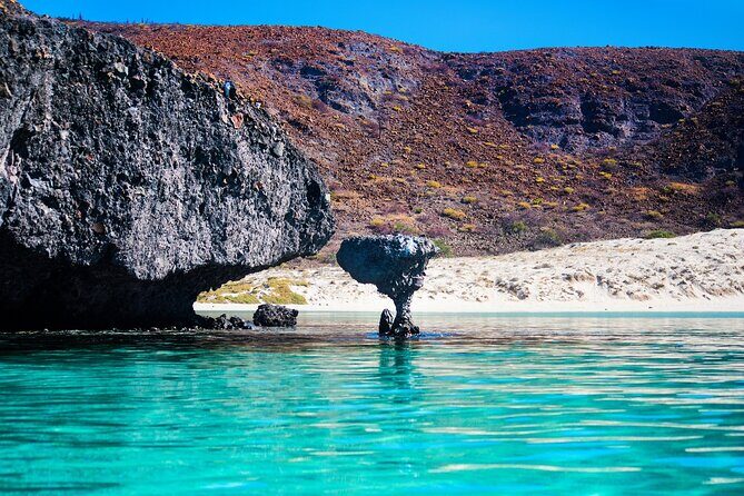 La Paz World Class Snorkeling in Balandras Hidden Beaches - Sea lions, starfish, and the seasonal rule you must check