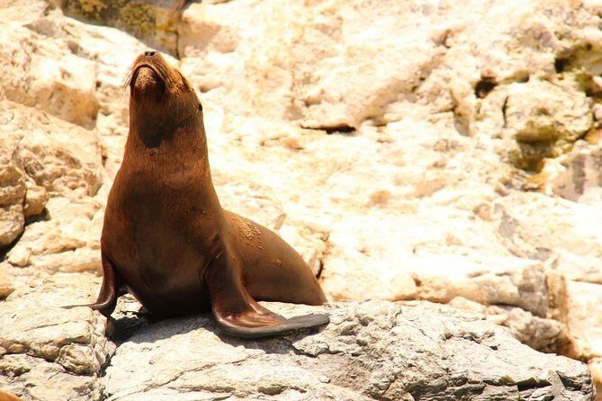 Land's End Sightseeing Boat Tour in Los Cabos - Group size up to 7: why it matters for comfort and photos